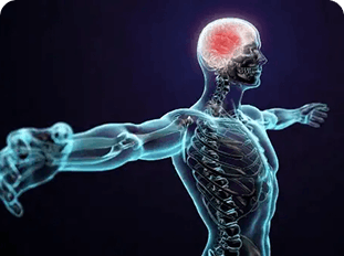The human body